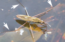 Gerris, une punaise qui marche sur les eaux - Thot Cursus