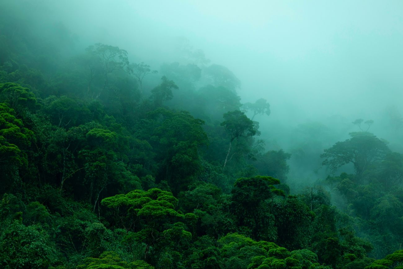 The Amazon is doing the exact opposite of what scientists predicted