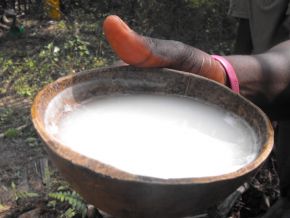 Vin de palme au Cameroun